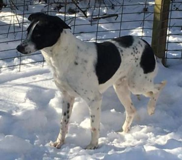 schüchterner,kastrierter Blanco in Hesse