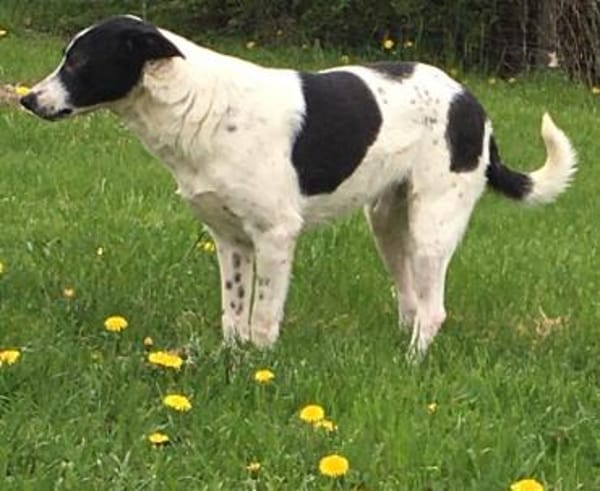 schüchterner,kastrierter Blanco in Hesse