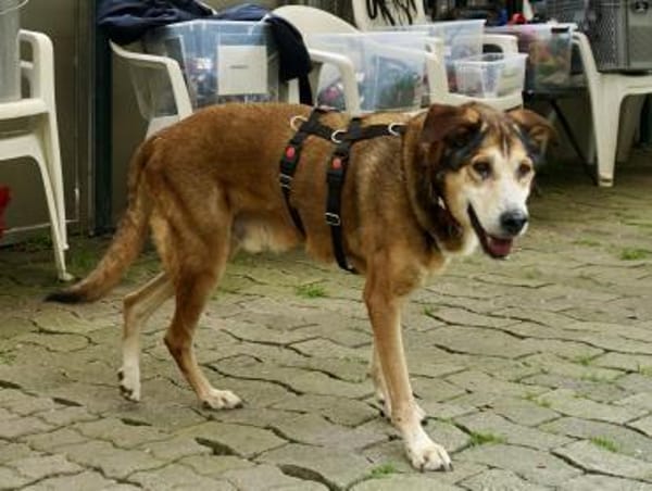 Kiyo, sucht Altersruhesitz