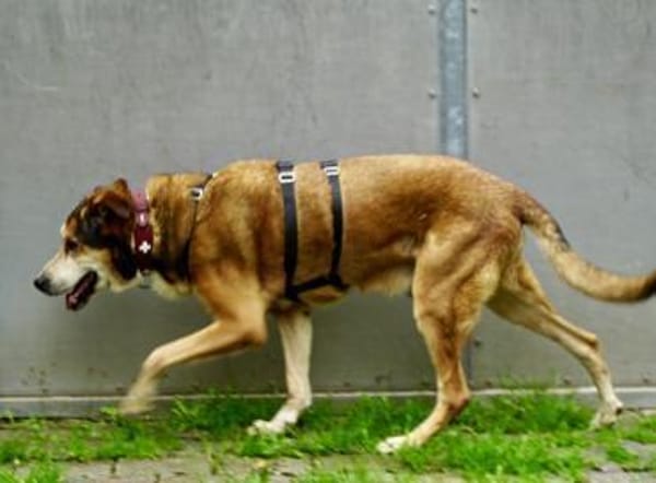 Kiyo, sucht Altersruhesitz