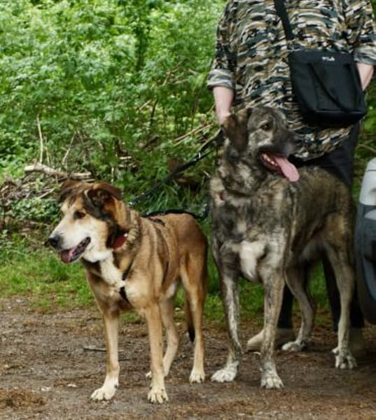 Kiyo, sucht Altersruhesitz