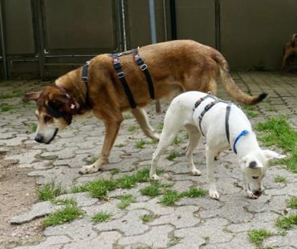 Kiyo, sucht Altersruhesitz