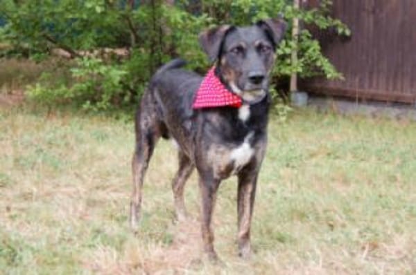 MILLE - ein super Hundekumpel