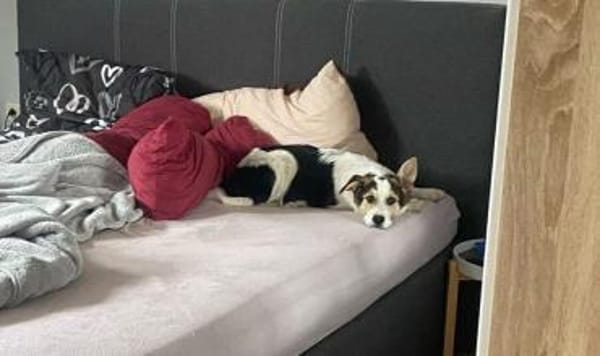 Wer schenkt Loon ein Leben voller Liebe?