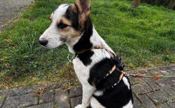 Wer schenkt Loon ein Leben voller Liebe?