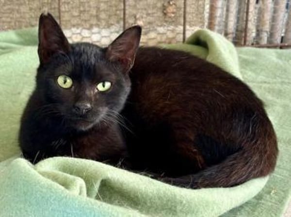 Vagos, tapferer Panther, ca. 1 Jahr