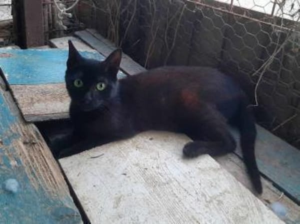 Vagos, tapferer Panther, ca. 1 Jahr