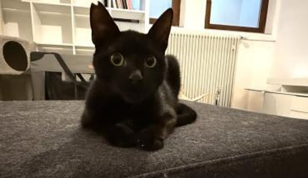 Vagos, tapferer Panther, ca. 1 Jahr