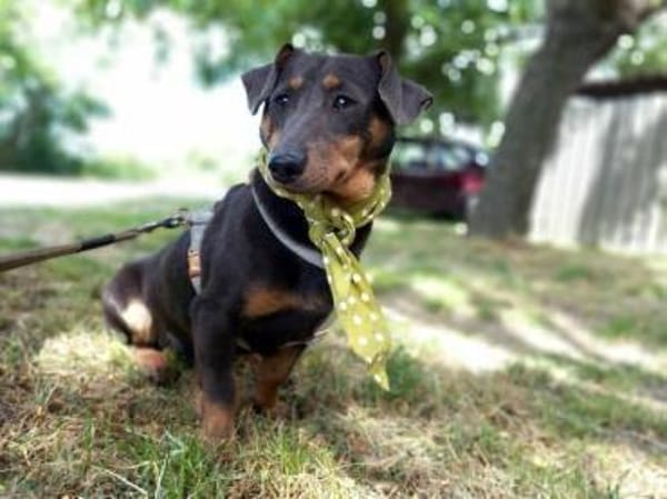 Timon, verschmuster Dackel-Mix Rüde, 1J