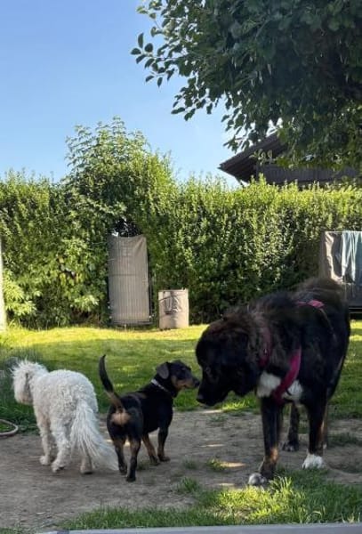Timon, verschmuster Dackel-Mix Rüde, 1J