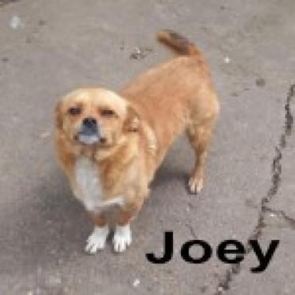 Joey - kleiner lieber Schatz ohne Heim