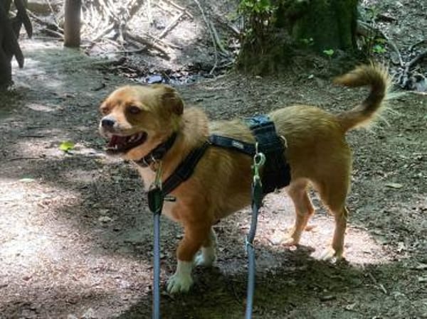 Joey - kleiner lieber Schatz ohne Heim