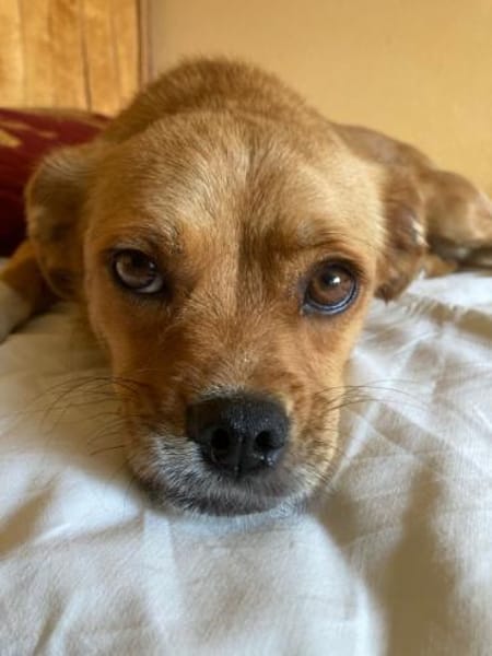 Joey - kleiner lieber Schatz ohne Heim