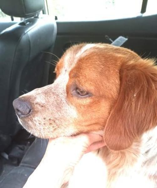 Paul - Gute-Laune-Hund sucht Zuhause