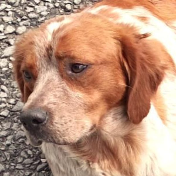 Paul - Gute-Laune-Hund sucht Zuhause