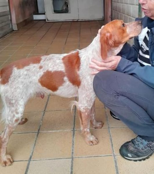 Paul - Gute-Laune-Hund sucht Zuhause