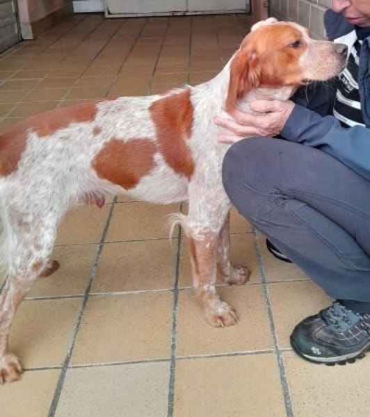 Paul - Gute-Laune-Hund sucht Zuhause