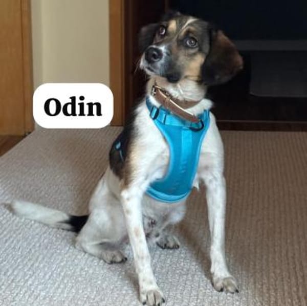 Odin vor einem Einkaufszentrum geparkt
