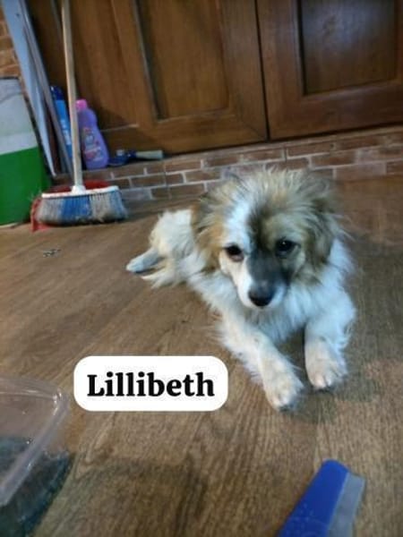 Lillibeth saß allein am Straßenrand