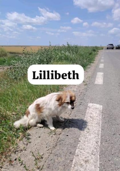 Lillibeth saß allein am Straßenrand