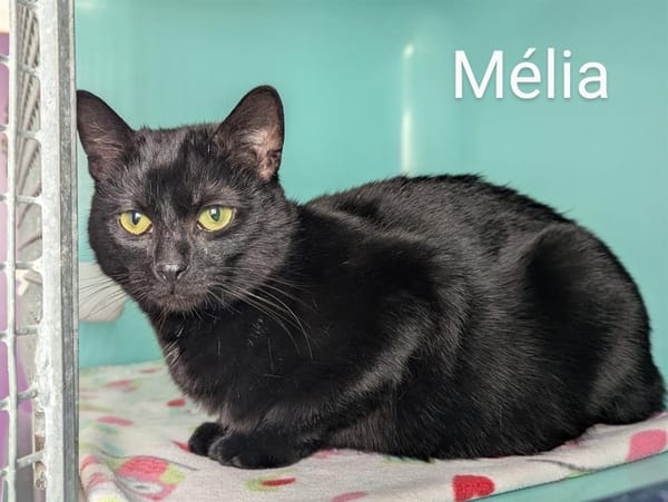 Mélia