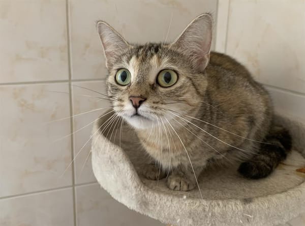 Titi