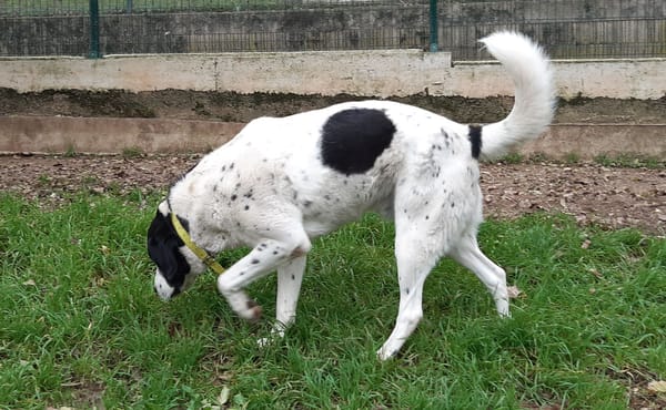 Bouba