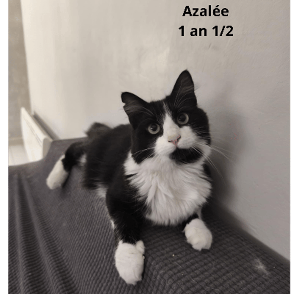 Azalée
