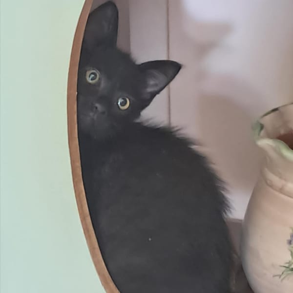 MIKADO