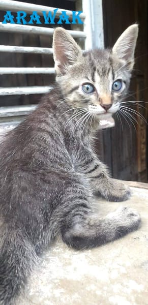 Arawak