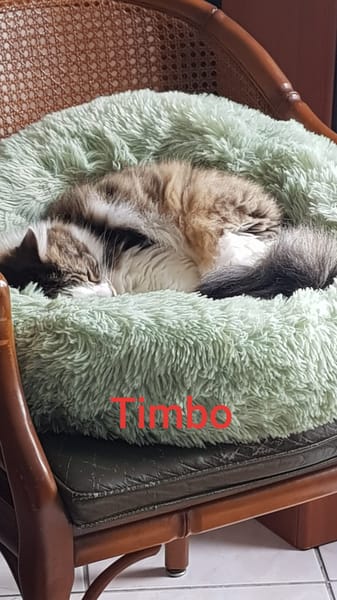 TIMBO