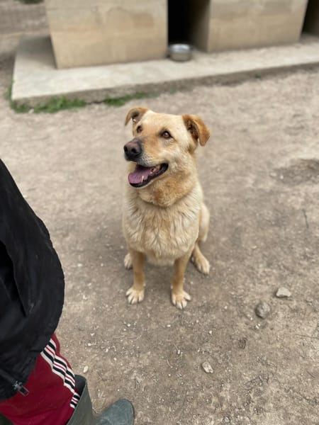 SIMBA bel giovanotto
