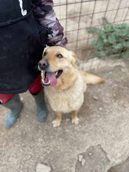 SIMBA bel giovanotto