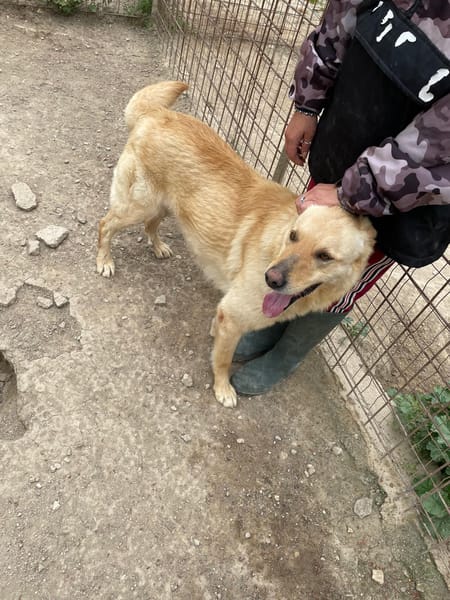 SIMBA bel giovanotto