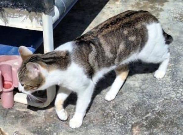 Junger, sozialer Kater Zorro