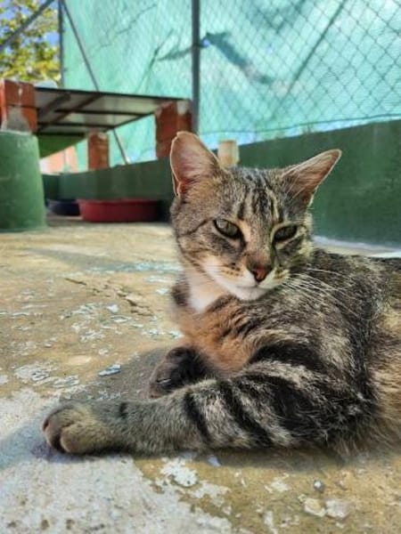 Verschmuste, fröhliche Katze Zoe