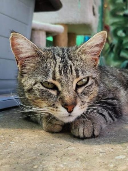 Verschmuste, fröhliche Katze Zoe