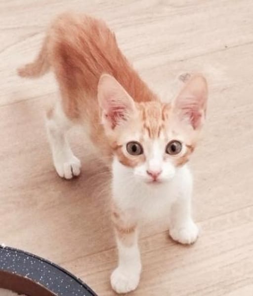 Lieber, junger Kater Pelayo