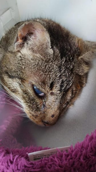 Liebe, verschmuste Katze Lotta