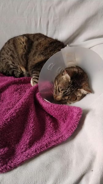 Liebe, verschmuste Katze Lotta