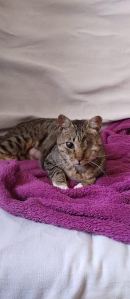 Liebe, verschmuste Katze Lotta