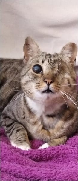 Liebe, verschmuste Katze Lotta