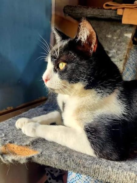 Junger, lebensfroher Kater Lenny
