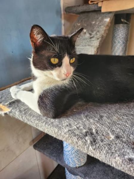 Junger, lebensfroher Kater Lenny