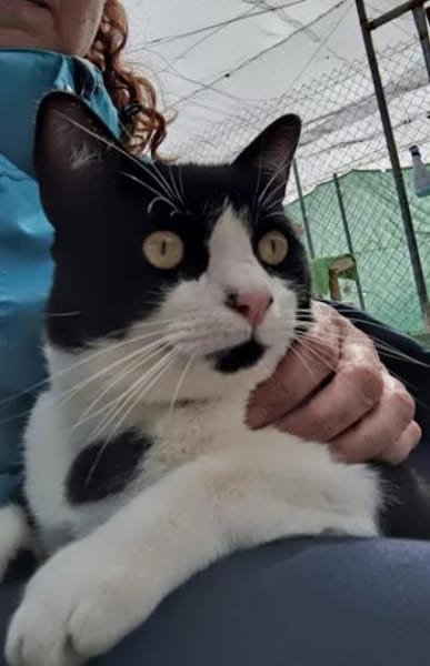 Junger, lebensfroher Kater Lenny