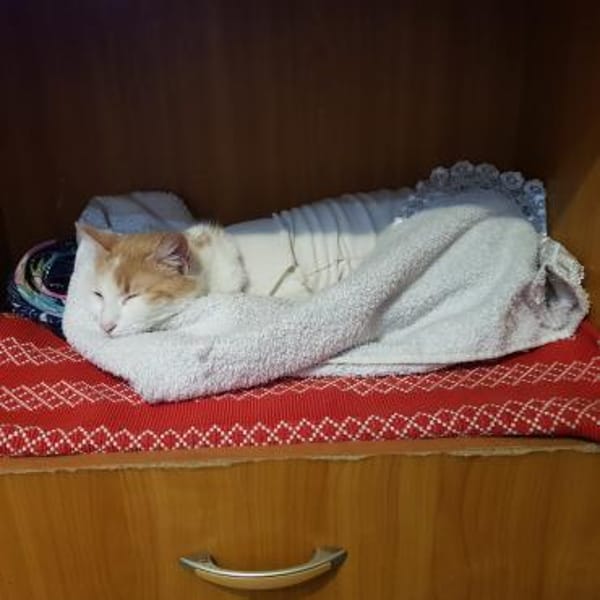 Liebes, sanftes Katzenmädchen Blonda