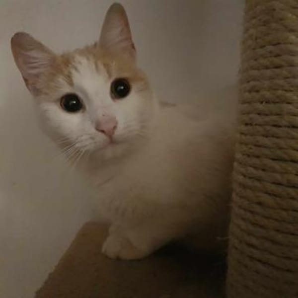 Liebes, sanftes Katzenmädchen Blonda