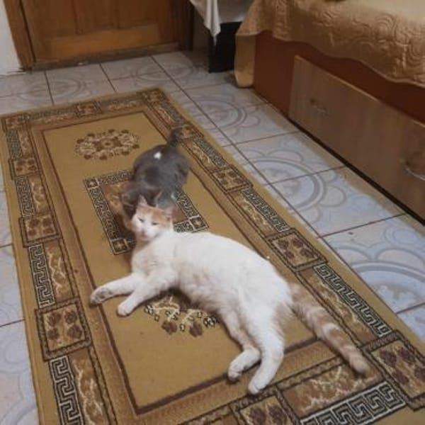 Liebes, sanftes Katzenmädchen Blonda