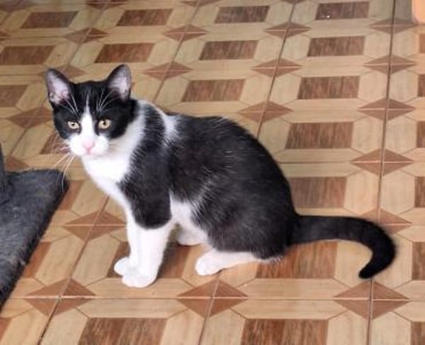 Verschmuster Kater Lyon