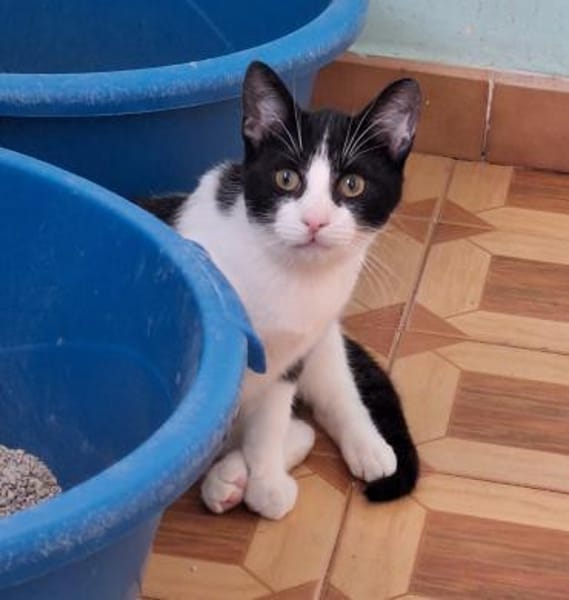 Verschmuster Kater Lyon